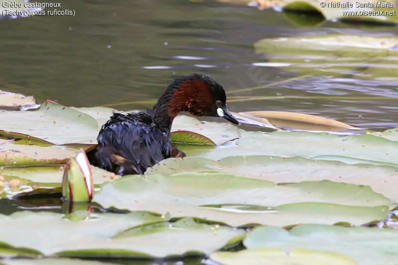 Little Grebeadult breeding, identification, habitat, swimming