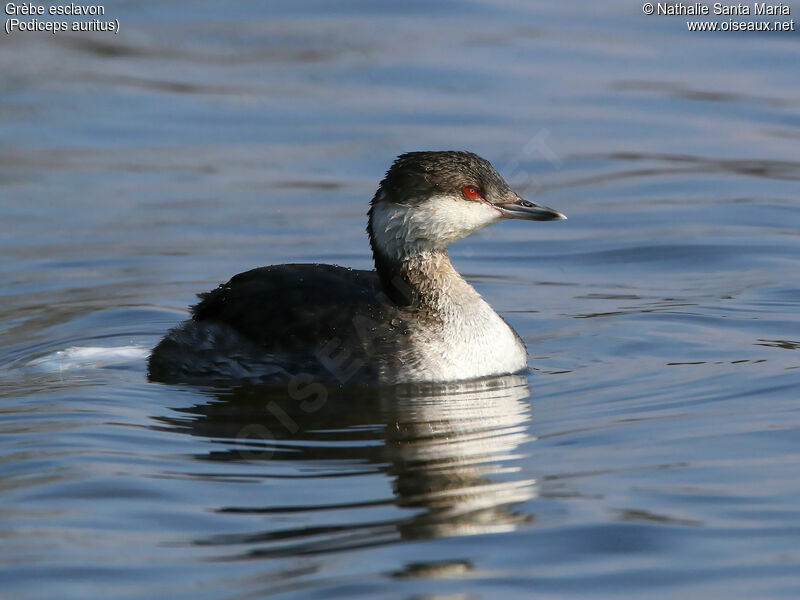 Horned Grebeadult post breeding, identification, swimming