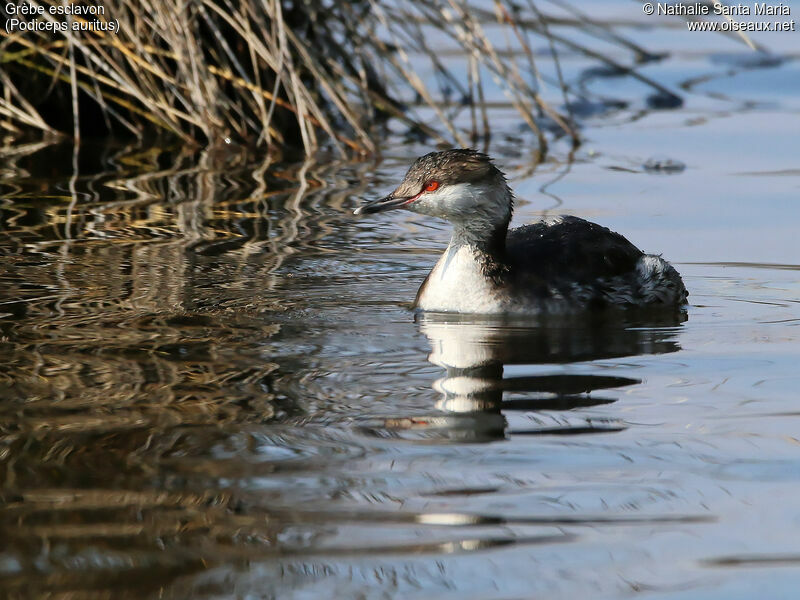 Horned Grebeadult post breeding, identification, swimming, Behaviour