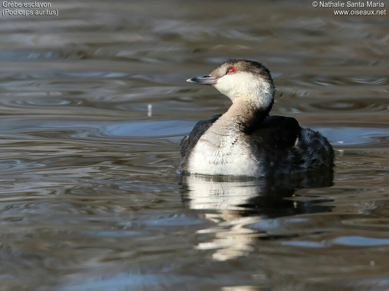 Horned Grebeadult post breeding, identification, swimming, Behaviour