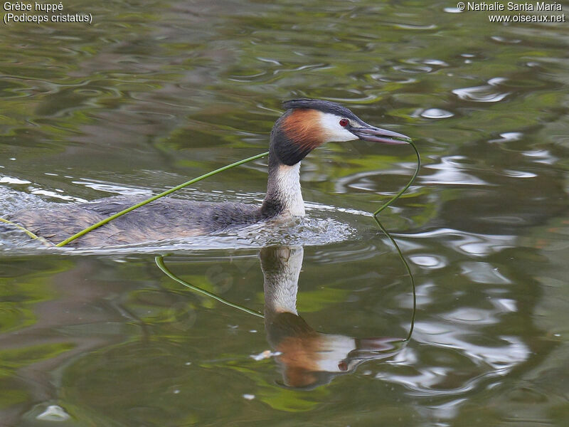 Great Crested Grebeadult breeding, identification, swimming, Reproduction-nesting, Behaviour