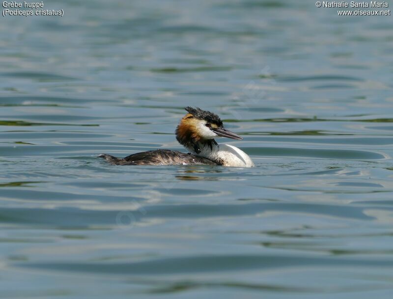 Great Crested Grebeadult breeding