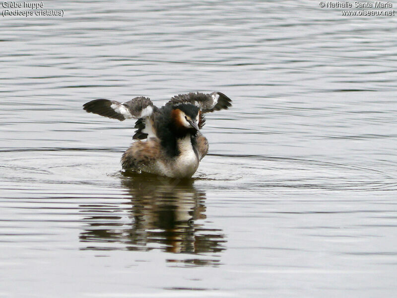 Great Crested Grebeadult breeding, identification, Behaviour