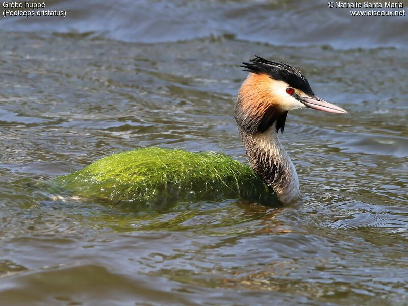 Great Crested Grebeadult breeding, identification, habitat, swimming, courting display, Behaviour