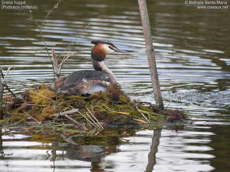 Great Crested Grebeadult breeding, identification, Reproduction-nesting, Behaviour