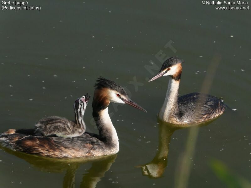 Great Crested Grebe, habitat, swimming, Behaviour