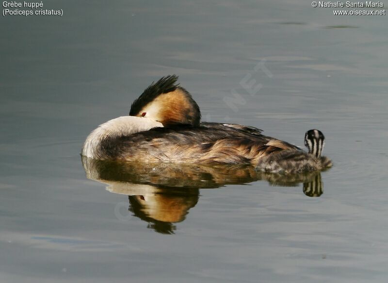 Great Crested Grebeadult breeding, swimming, Reproduction-nesting