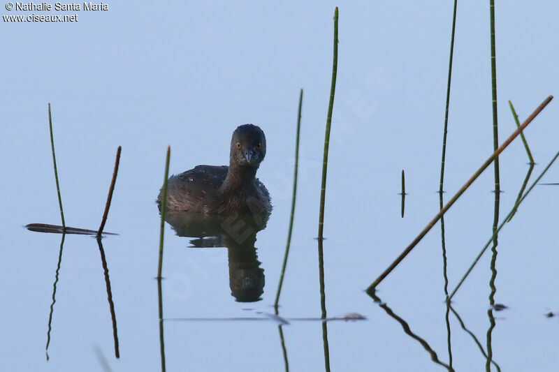 Least Grebeadult, identification, swimming