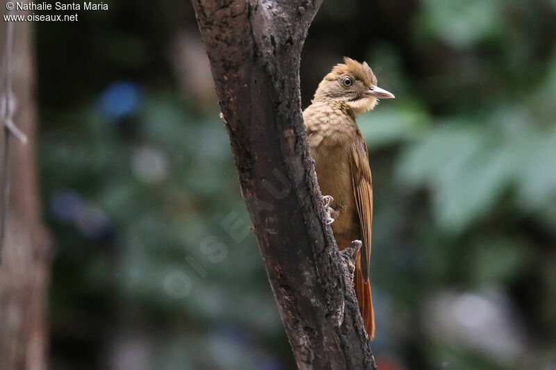 Tawny-winged Woodcreeper, identification