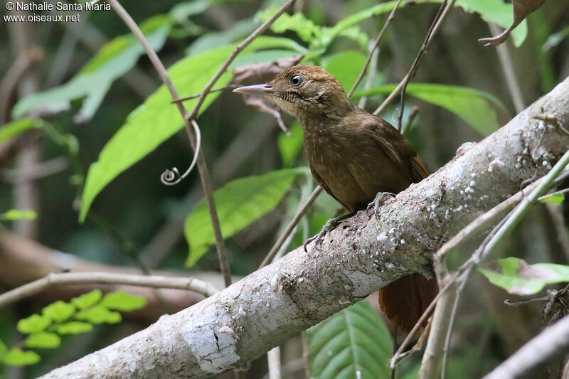 Tawny-winged Woodcreeper, identification