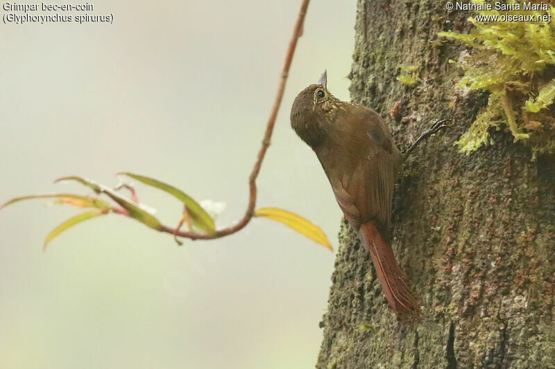 Wedge-billed Woodcreeperadult, identification