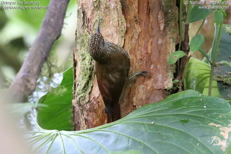 Streak-headed Woodcreeperadult, identification