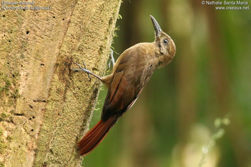 Plain-brown Woodcreeperadult, identification