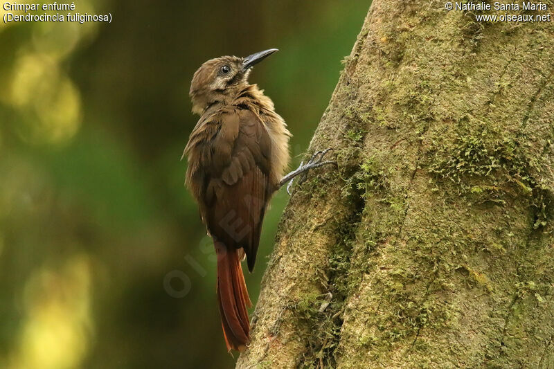 Plain-brown Woodcreeperadult, identification