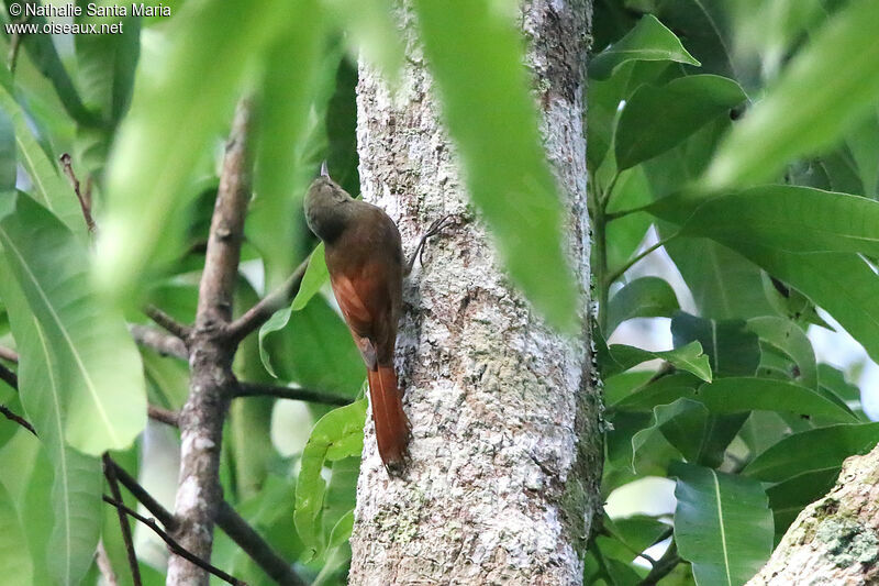 Olivaceous Woodcreeperadult, identification