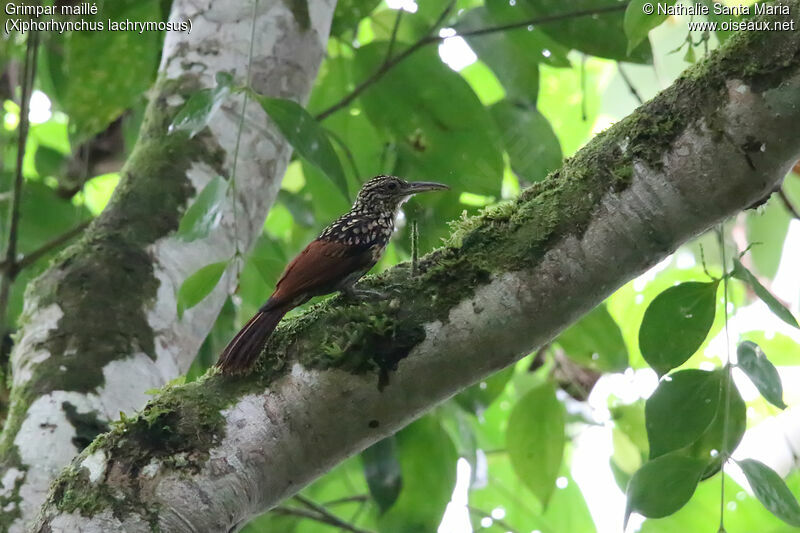 Black-striped Woodcreeperadult, identification