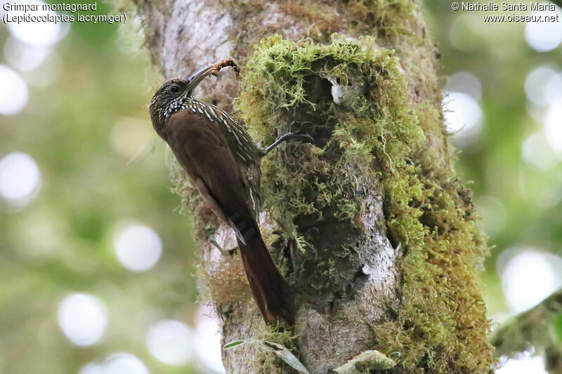 Grimpar montagnardadulte, identification, régime, mange