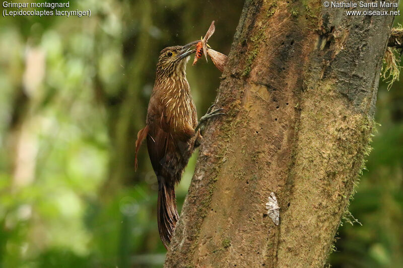 Grimpar montagnardadulte, identification, régime, mange