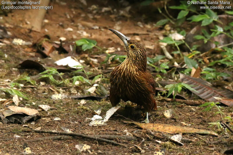 Montane Woodcreeperadult, identification