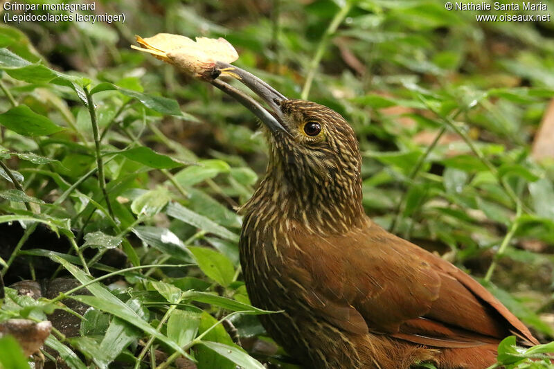 Grimpar montagnardadulte, identification, régime, mange