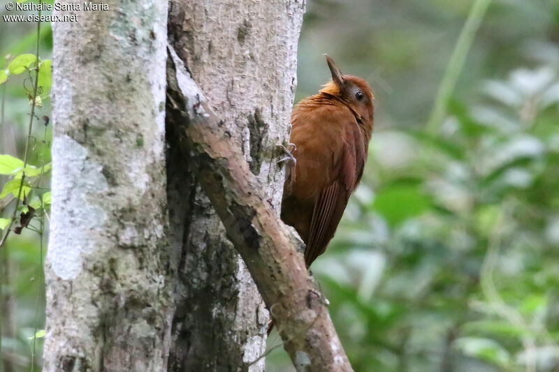 Ruddy Woodcreeperadult, identification