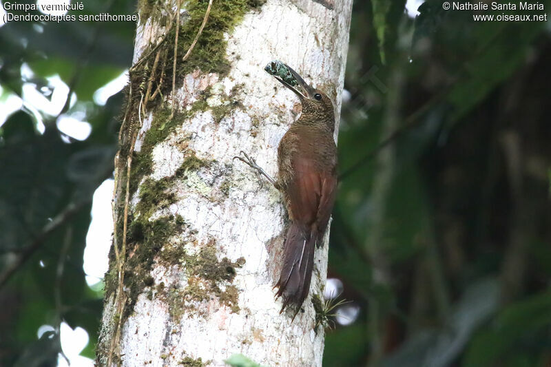 Northern Barred Woodcreeperadult, identification, eats