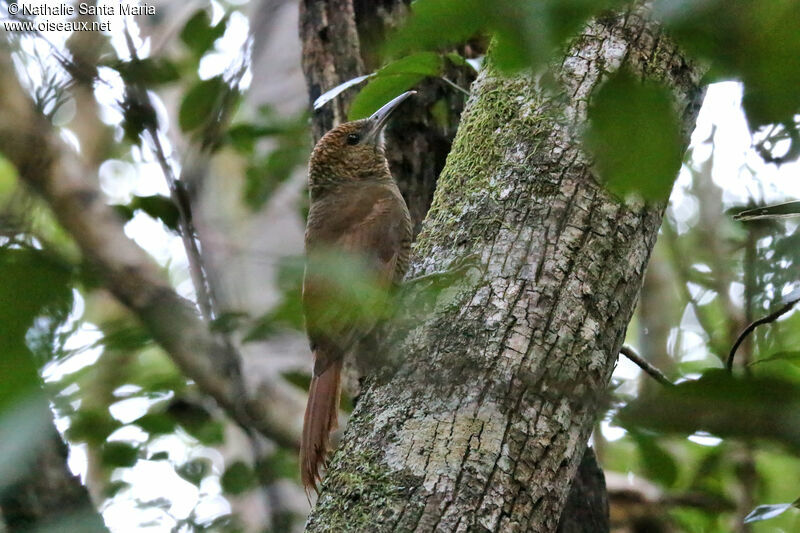 Northern Barred Woodcreeperadult, identification