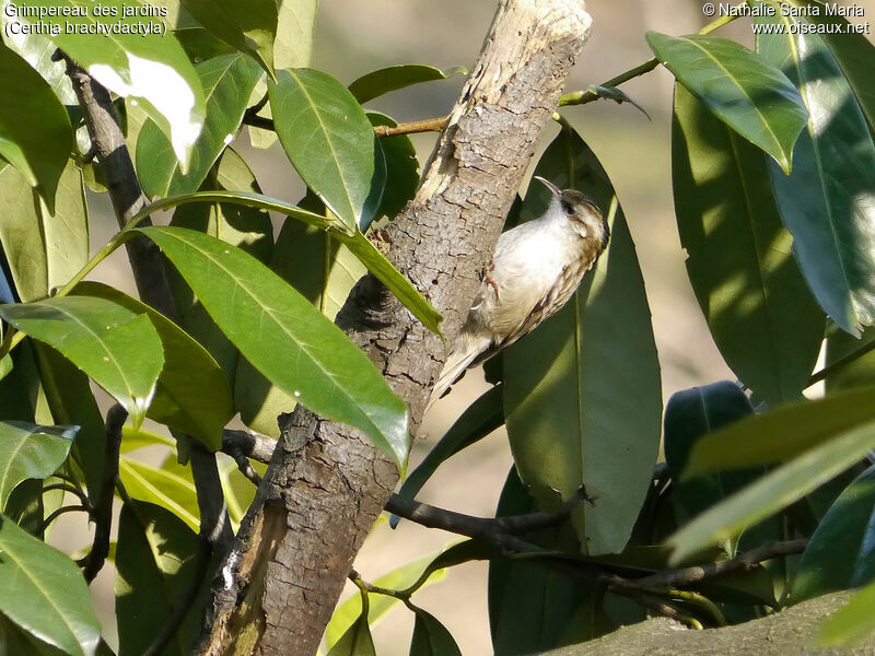 Short-toed Treecreeperadult, Behaviour