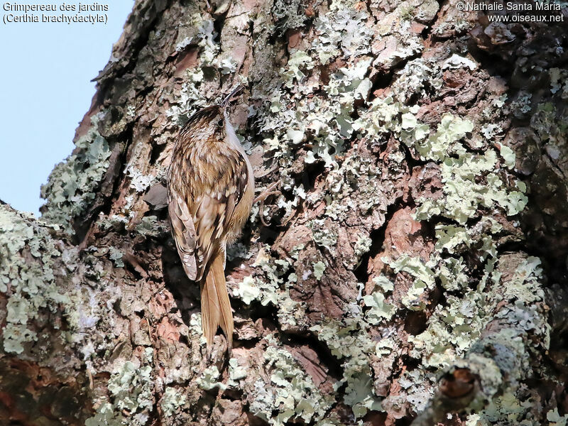 Grimpereau des jardinsadulte, identification, habitat, camouflage, Comportement