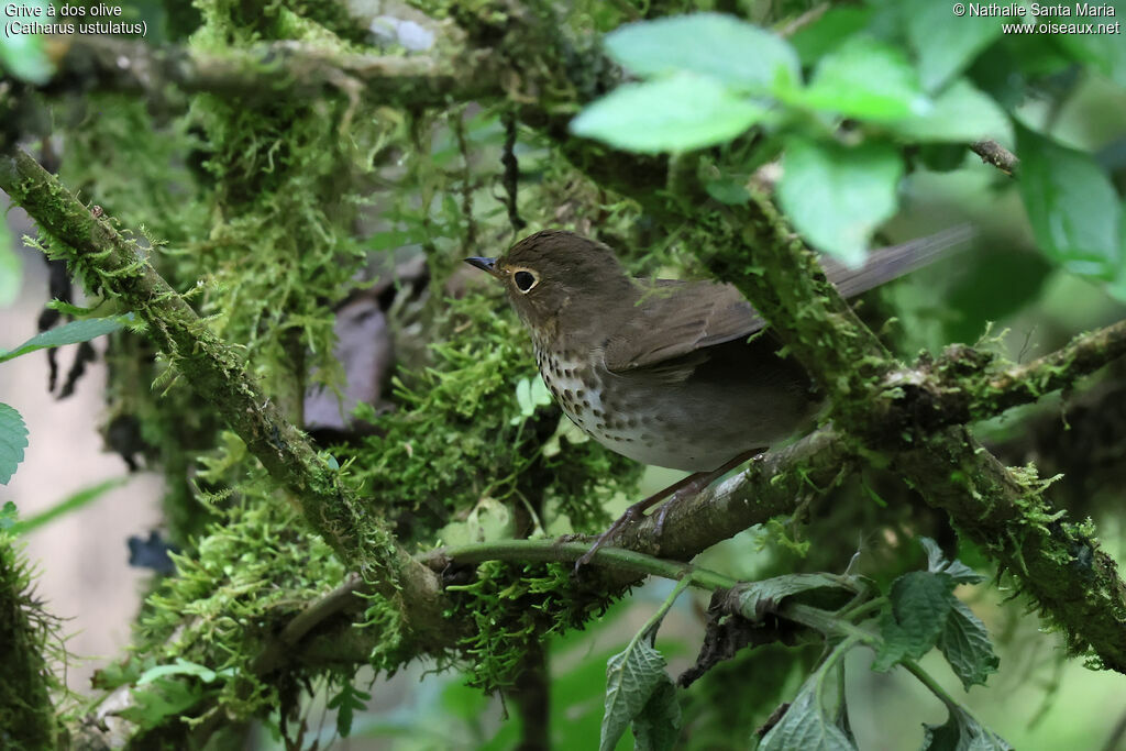 Swainson's Thrushadult, identification