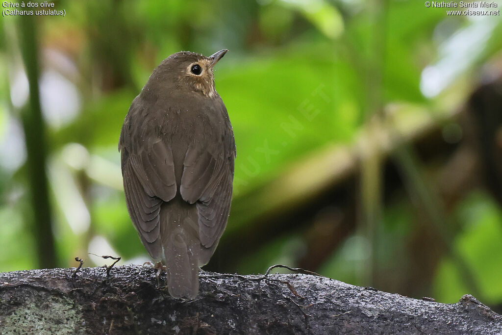 Grive à dos oliveadulte, identification, composition