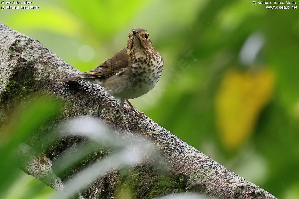 Grive à dos oliveadulte, identification, pigmentation