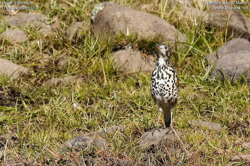 Grive d'Éthiopieadulte, identification, habitat