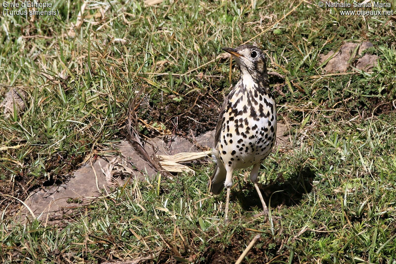 Grive d'Éthiopieadulte, identification, habitat