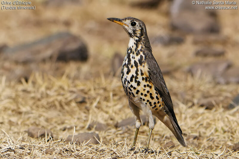 Ethiopian Thrushadult, identification, habitat