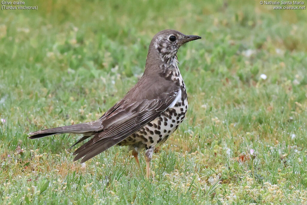 Mistle Thrush
