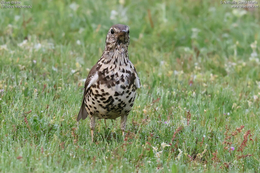 Mistle Thrush