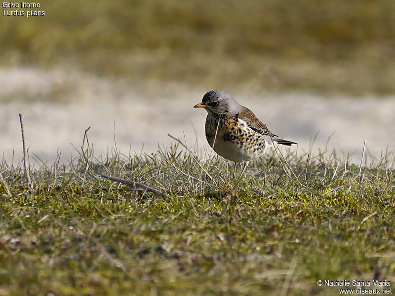 Grive litorneadulte, identification, habitat, marche, pêche/chasse