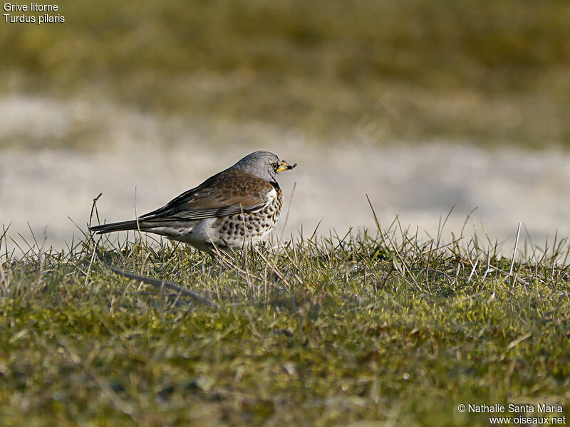 Grive litorneadulte, identification, marche, régime