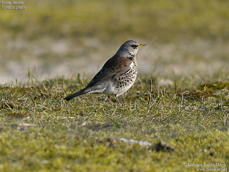 Grive litorneadulte, identification, habitat, marche, Comportement