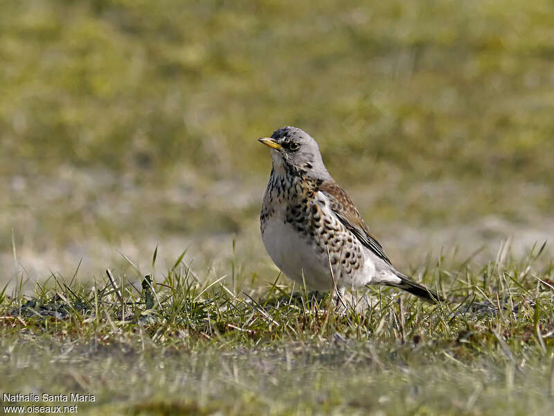 Fieldfareadult, identification