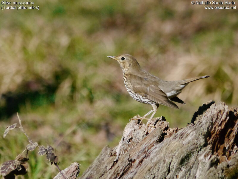 Grive musicienneadulte, identification, habitat, Comportement