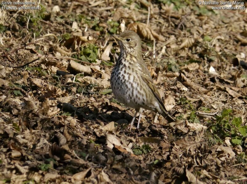 Grive musicienneadulte, identification, habitat