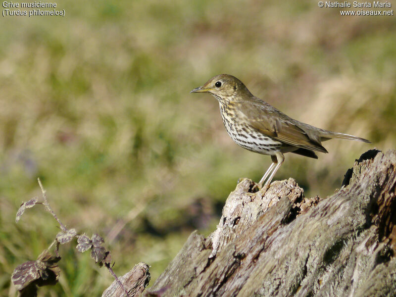 Song Thrushadult, identification, habitat, Behaviour