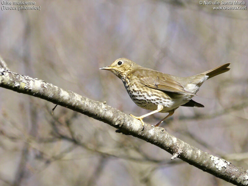 Song Thrushadult, identification, habitat, Behaviour