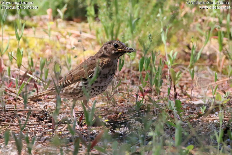 Grive musiciennejuvénile, identification, habitat, Comportement