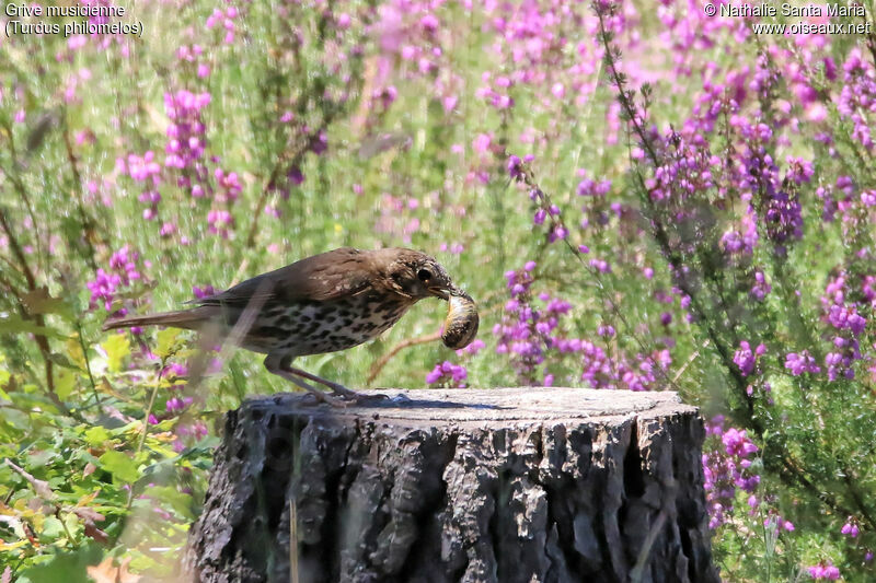 Song Thrushjuvenile, identification, habitat, feeding habits, eats, Behaviour