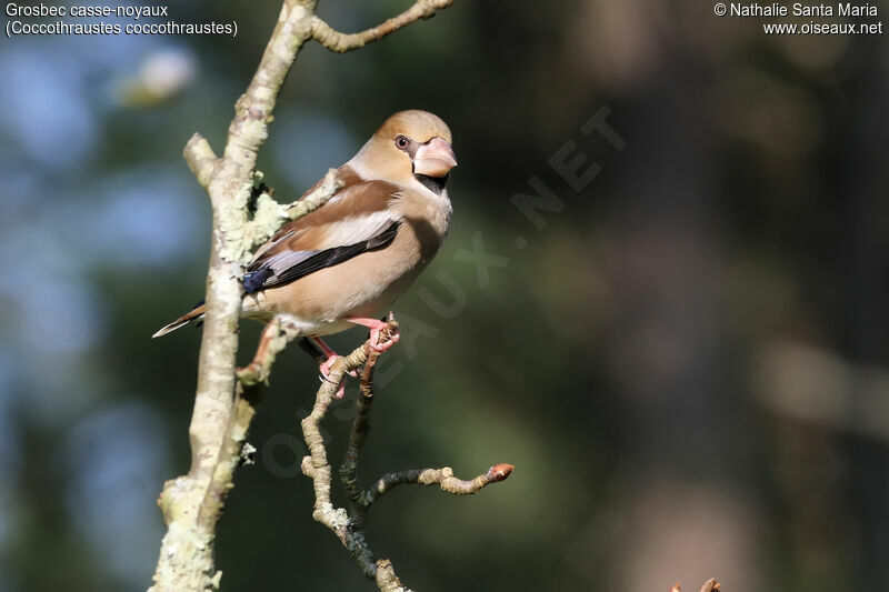 Grosbec casse-noyaux femelle adulte, identification