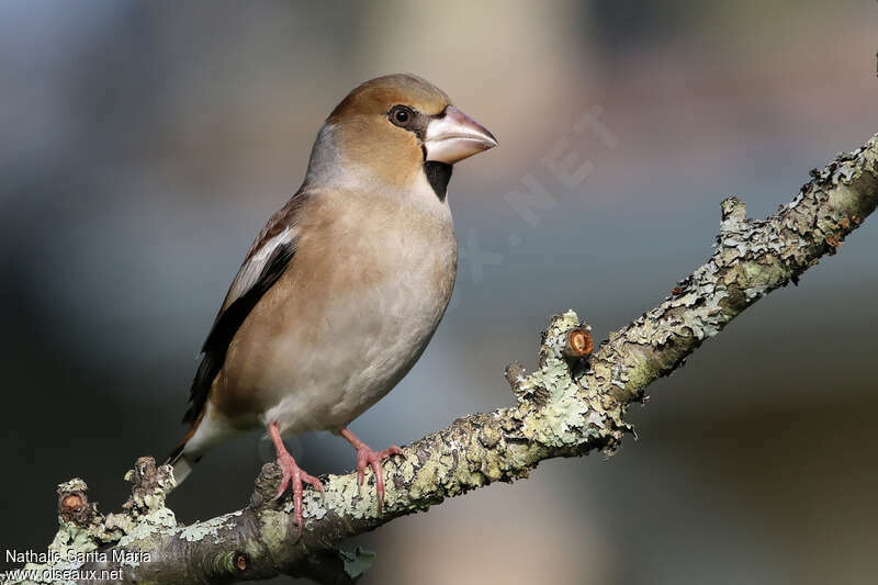 Grosbec casse-noyaux femelle adulte, identification