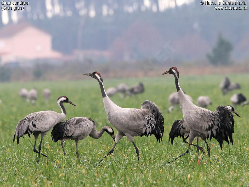 Common Craneadult, identification, walking, courting display, Behaviour